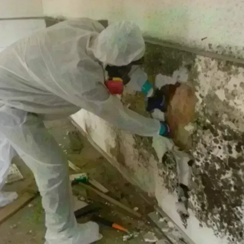 Mold Remediation and Removal in Jacksboro, TN